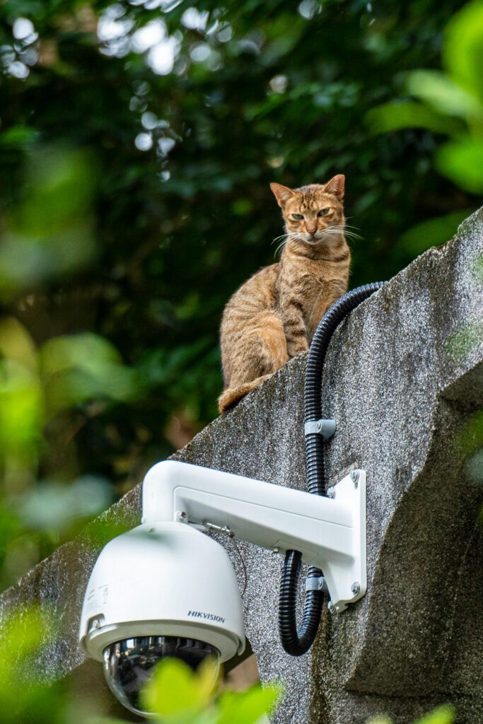 A tabby cat perched on a concrete wall beside a dome CCTV camera.